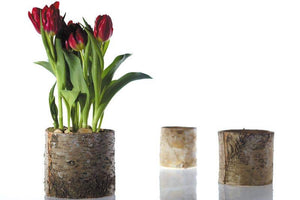 5 of 5: Birch Bark Planter Pot 6x5.25 w/Liner