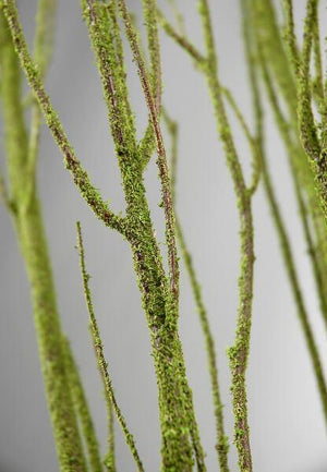 1 of 2: birch tree branches moss coated 4 5 5 branches bunch