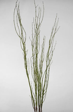 2 of 2: Birch Tree Branches Moss Coated 4.5' (5 branches/ bunch)