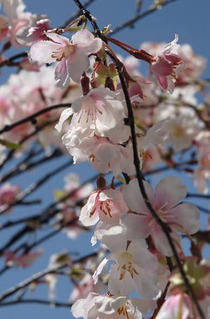 3 of 3: Silk Cherry Blossom Branches 58"
