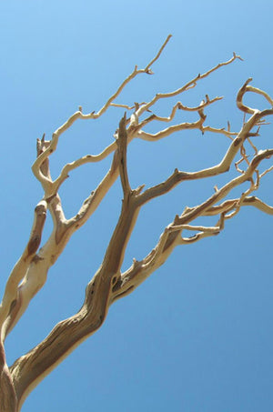 1 of 3: manzanita branch sanded 21 38 natural