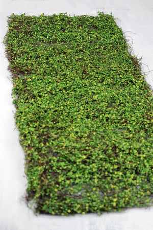 1 of 3: Moss Leaf Mat Green 16 x36