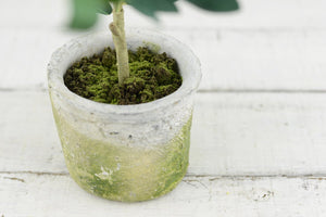 3 of 3: Mini Olive Tree 12in