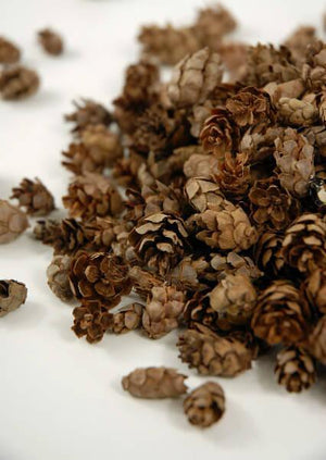 1 of 4: pine cones hemlock 3qrts 1000 cones