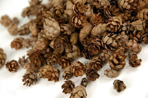 4 of 4: Pine Cones Hemlock 3qrts 1000 cones