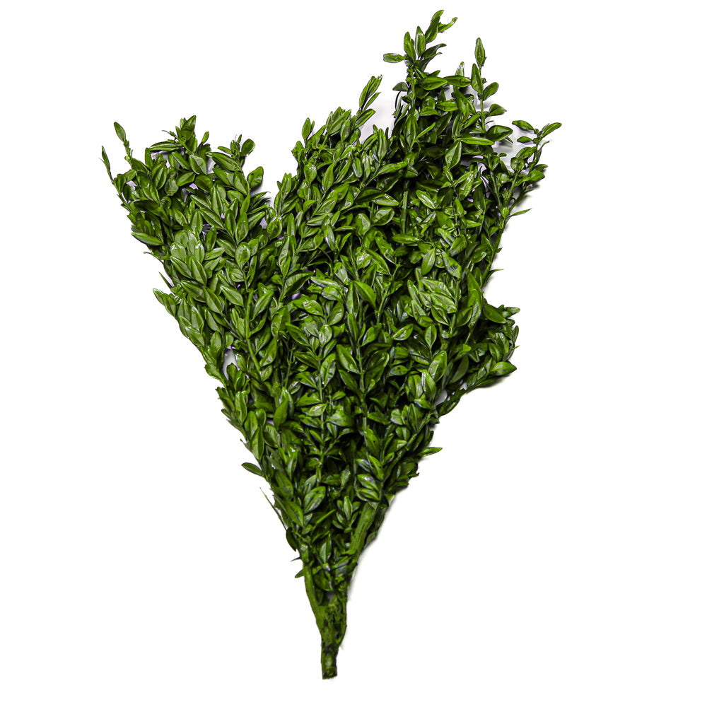 Preserved Boxwood Bundle in Natural Green 5oz.| 