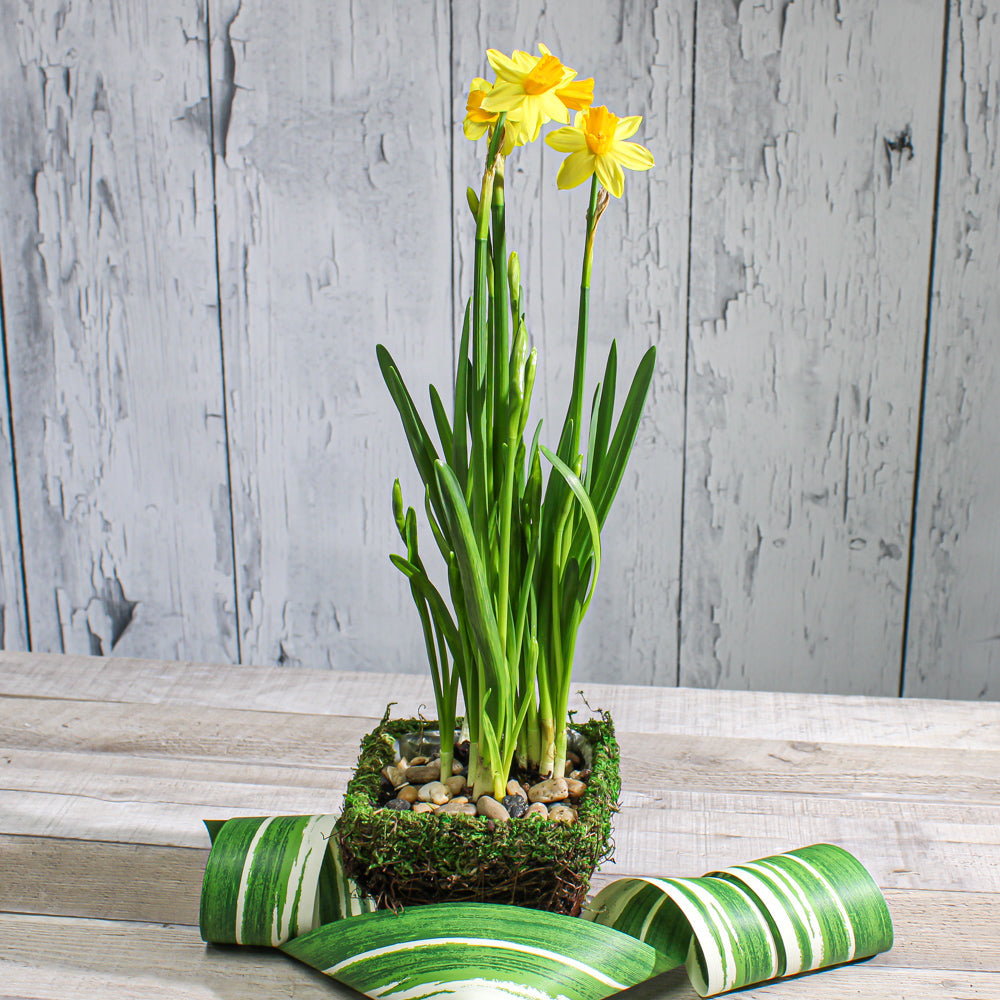moss and wicker square pot 5in| 4009990...