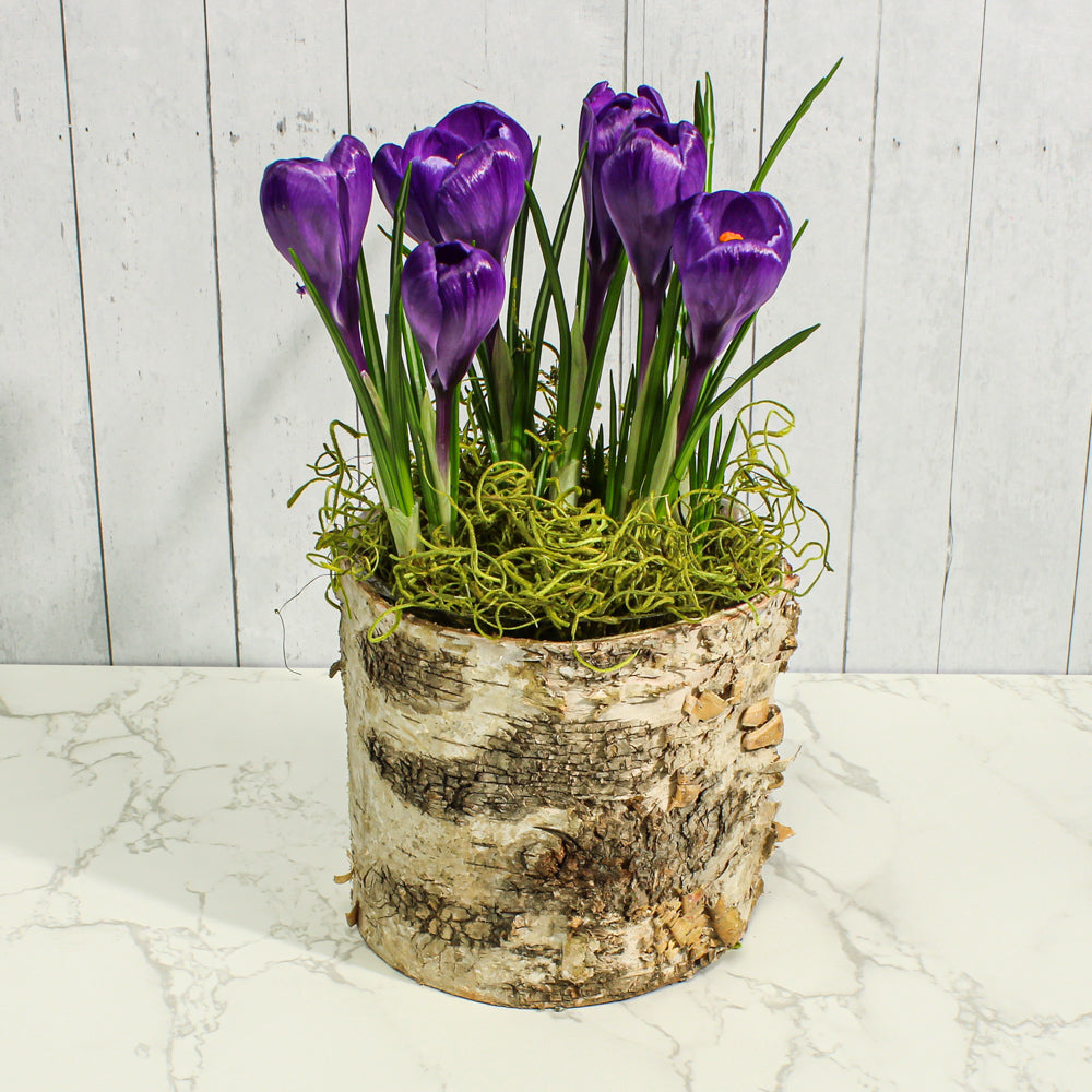 Birch Bark Planter 4.75" Pot w/ Plastic Liner| 