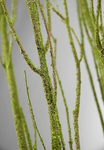 birch tree branches moss coated 4 5 5 branches bunch| 