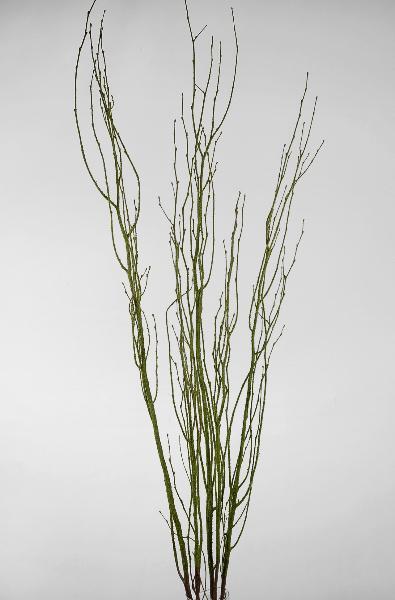 birch tree branches moss coated 4 5 5 branches bunch| 