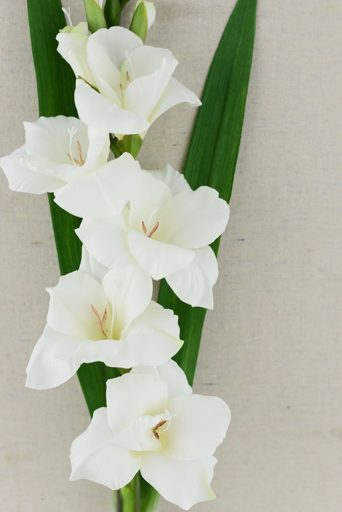 Gladiolus Flower Cream 33in| 0338491...