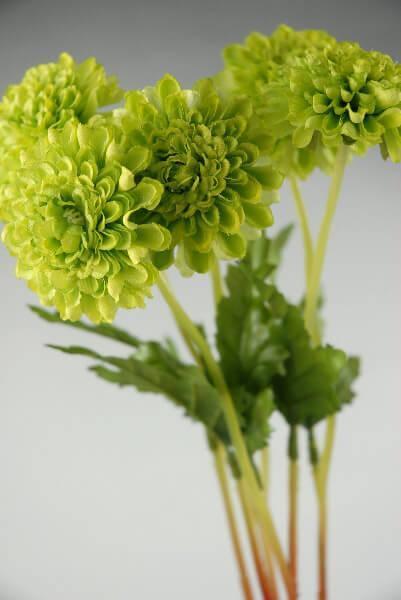 6 green pompom mums| 