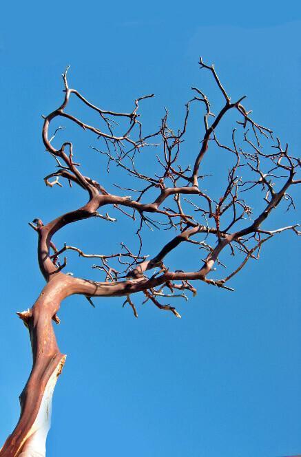 manzanita branches red bark 16 18in| 