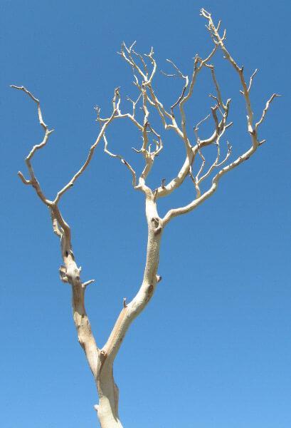 Manzanita Branches &nbsp;|&nbsp;Sanded Sierra Natural Manzanita 18-26in| 