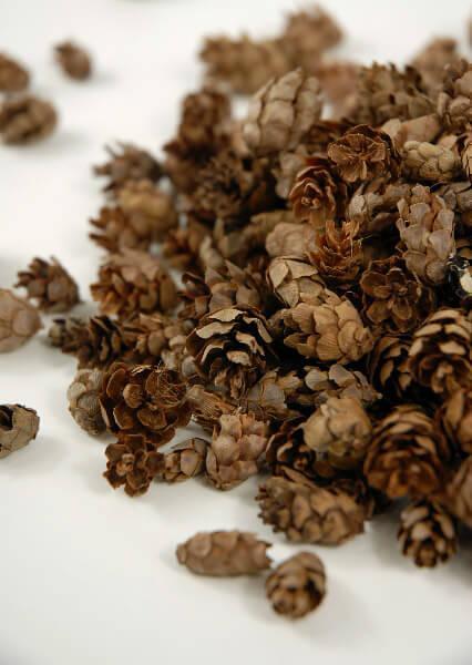 pine cones hemlock 3qrts 1000 cones| 