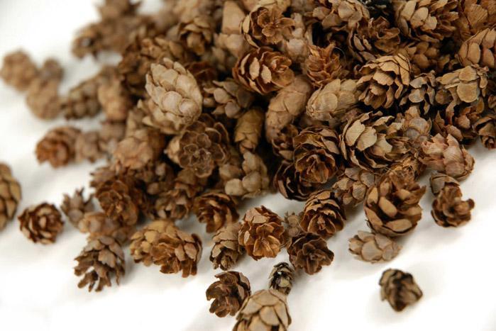 Pine Cones Hemlock 3qrts 1000 cones - view 4