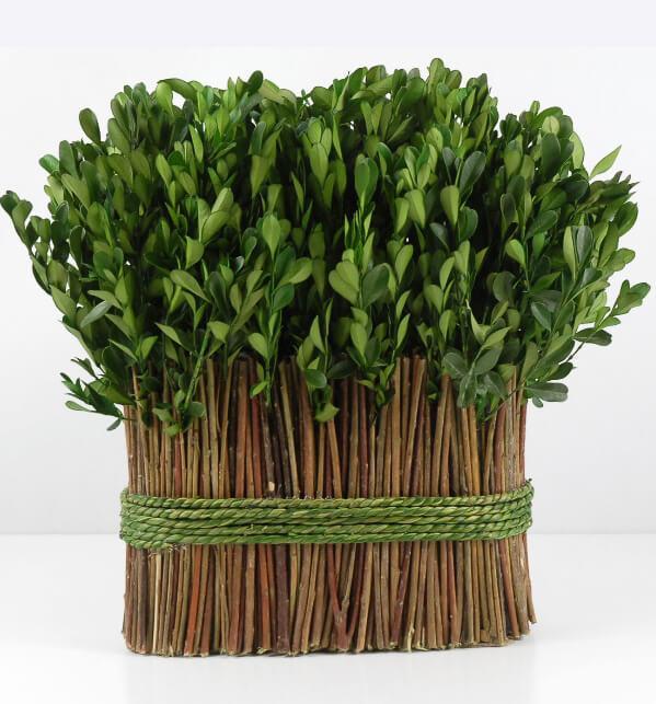 Preserved Boxwood 11" Arrangement| 0338495...