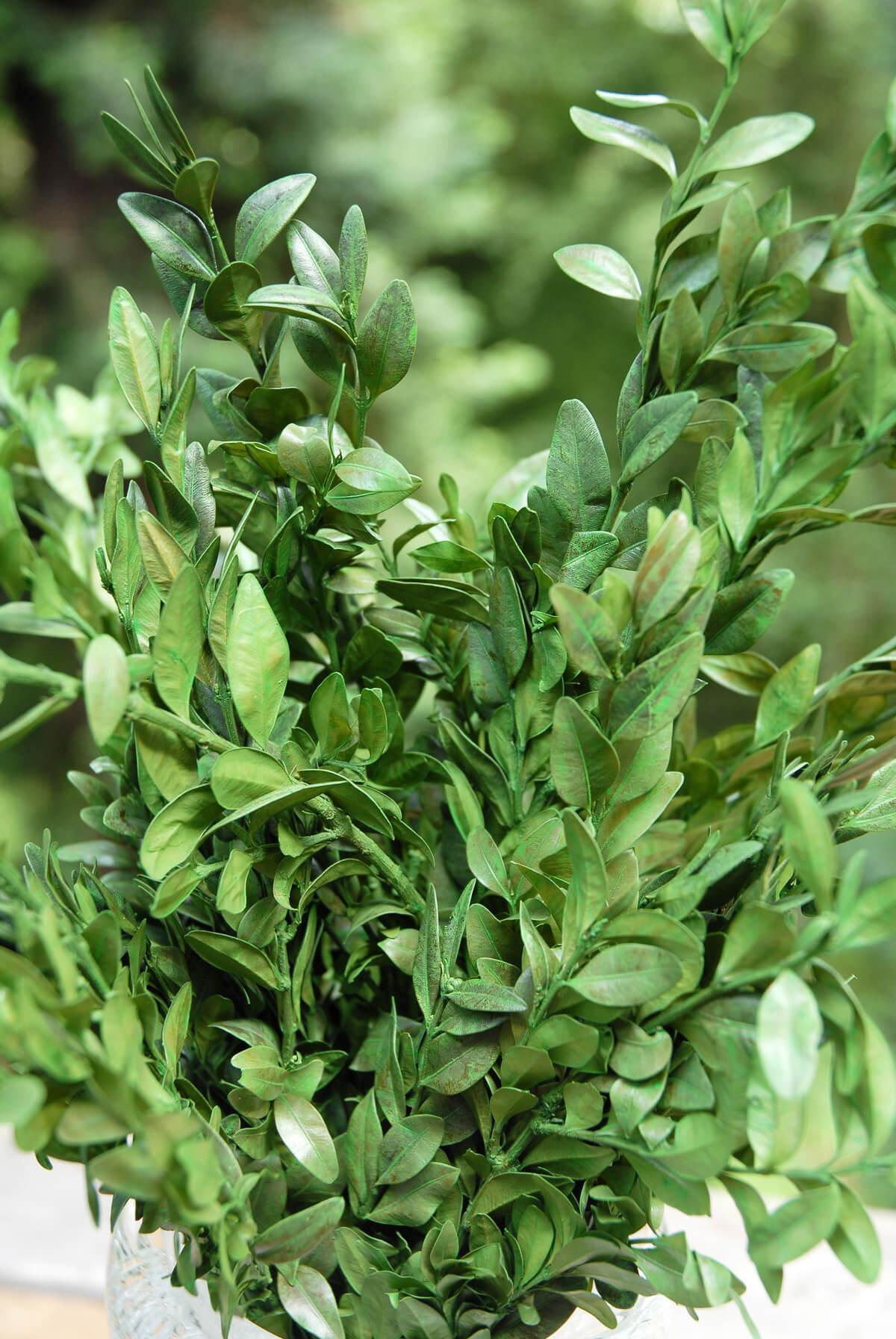 preserved boxwood bundle in natural green 5oz - view 4