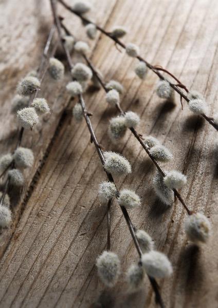 12 Artificial Pussy Willow Branches 31 in.| 0338494...
