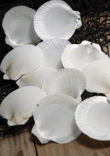 Scallop Shells Pearl White&nbsp;|&nbsp;Pack of 50| 