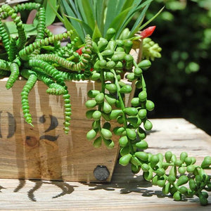 Hanging Succulent Pearl Spray 13" Soft Touch