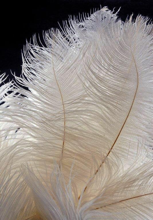 3 White Ostrich Feathers on Wire Stem 9in