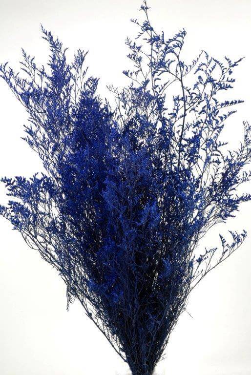 preserved dyed caspia 8 oz cobalt blue