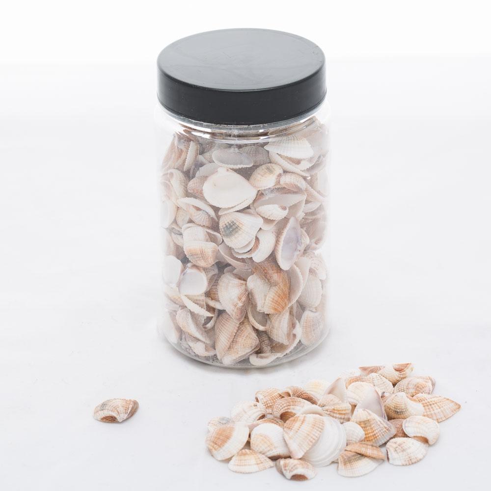 richland seashell vase filler set of 12