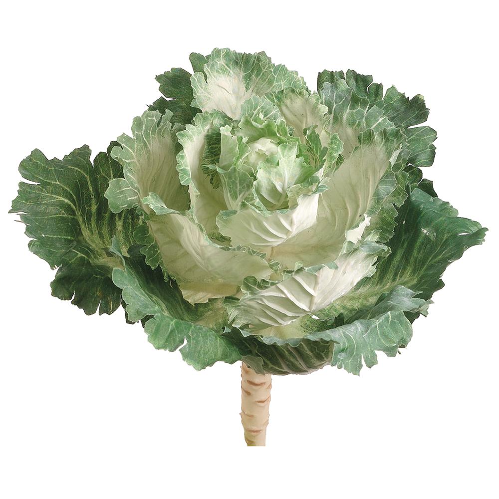 Ornamental Cabbage Cream & Green 10"