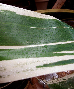 Variegated Aspidistra Leaf 4" Ribbon Green & Cream  50 yards