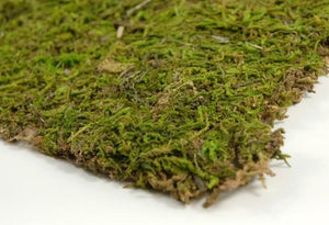 Preserved Natural Moss 18" x 16" Roll
