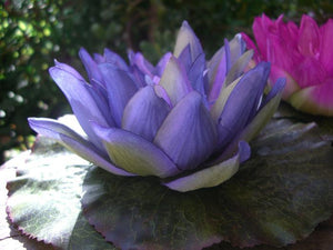 Purple Floating Water Lily  7"