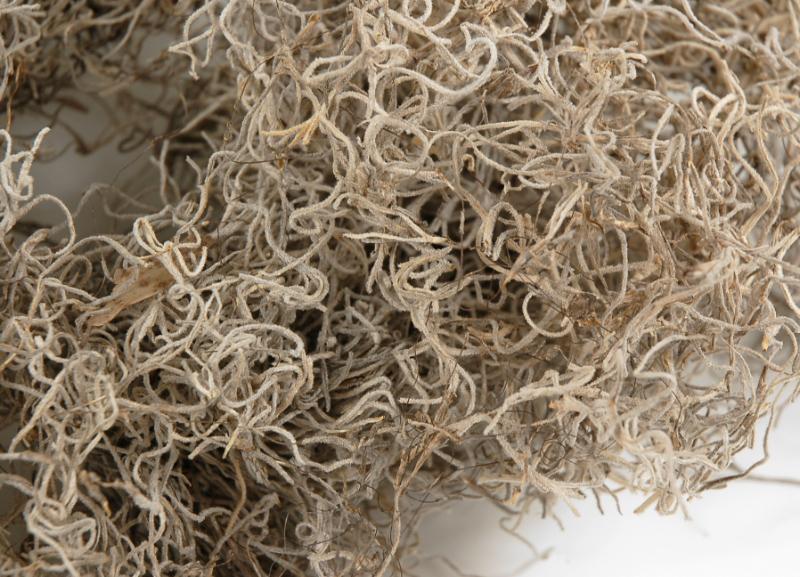 Spanish Moss Natural 125 cubic inches