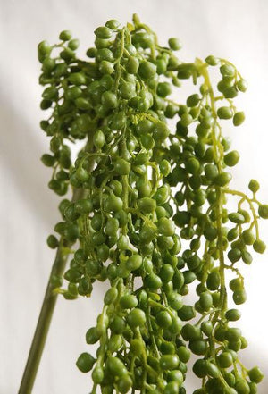 String of Pearls Succulent Garland 4ft