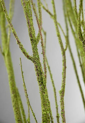 birch tree branches moss coated 4 5 5 branches bunch