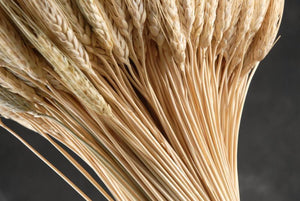wheat triticum stack 20in