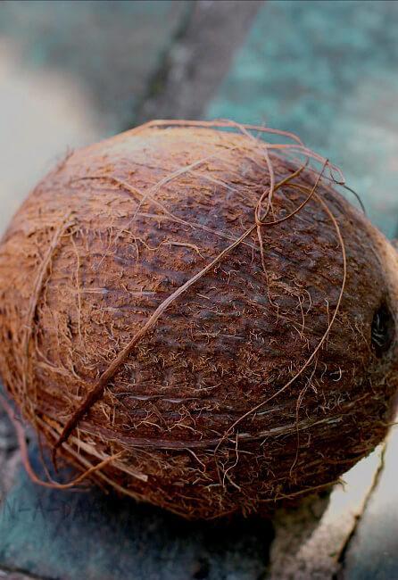 Coconut with Husk 7in Artificial