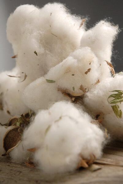 Natural Cotton Bolls (12 Bolls)