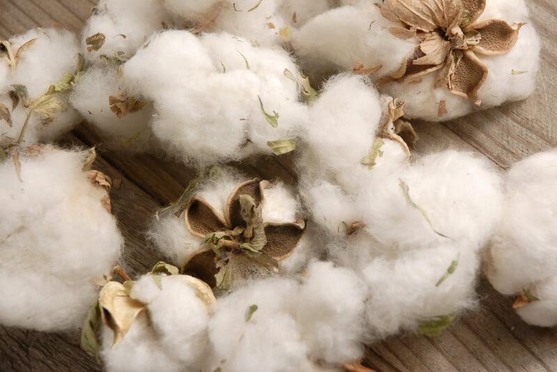 Natural Cotton Bolls (12 Bolls)