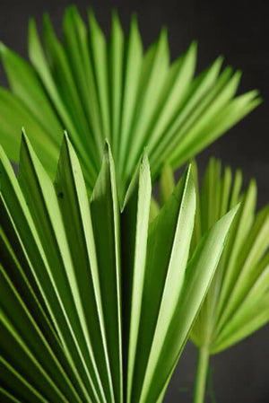 Natural Palm Leaf Fans Green Pack of 5
