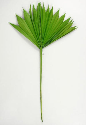Natural Palm Leaf Fans Leaves Pack of 5