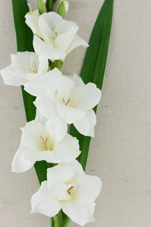 Gladiolus Flower Cream 33in