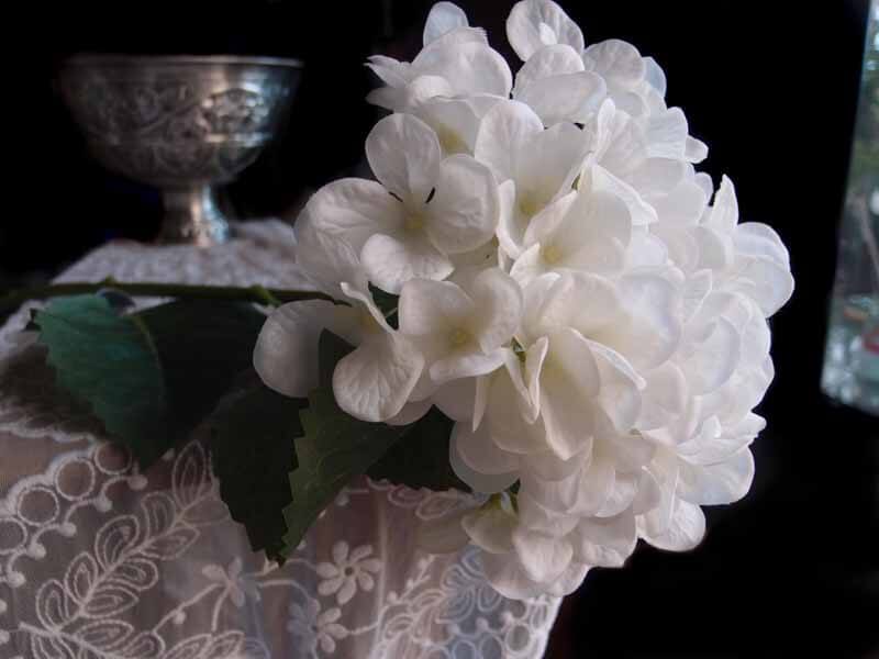 tall white lace hydrangeas flowers