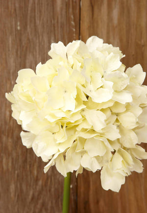 Ivory White Silk Hydrangea Flowers