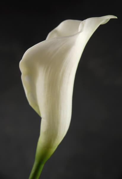 Natural Touch Calla Lily Flowers Cream