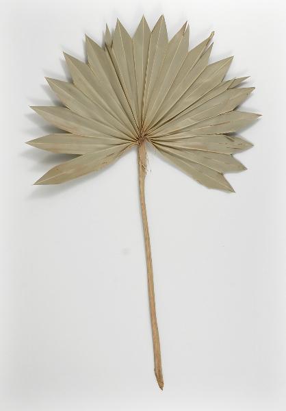 Palm Leaf Fans Dried 14x12 Pack of 5