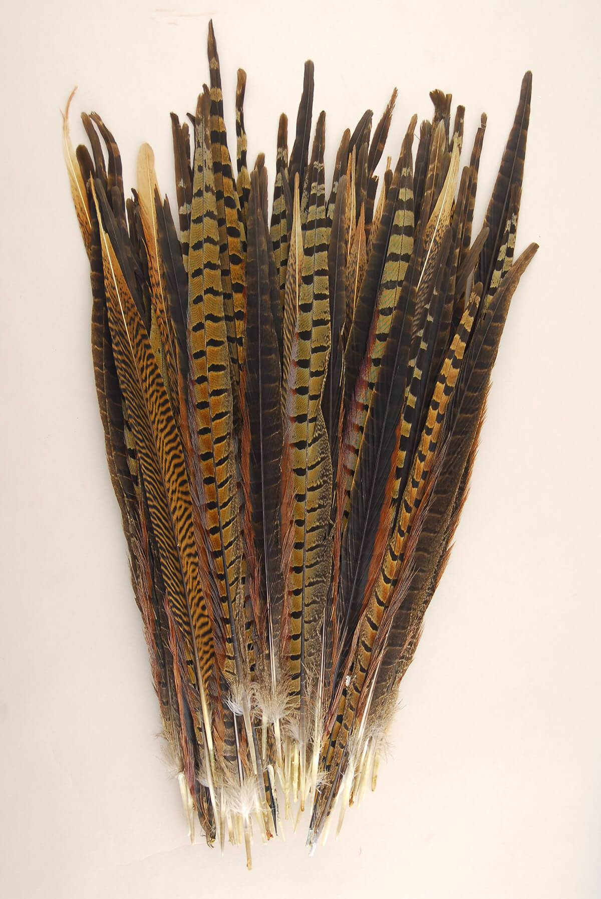 100- Pheasant Tail Feathers 14-18 Inch