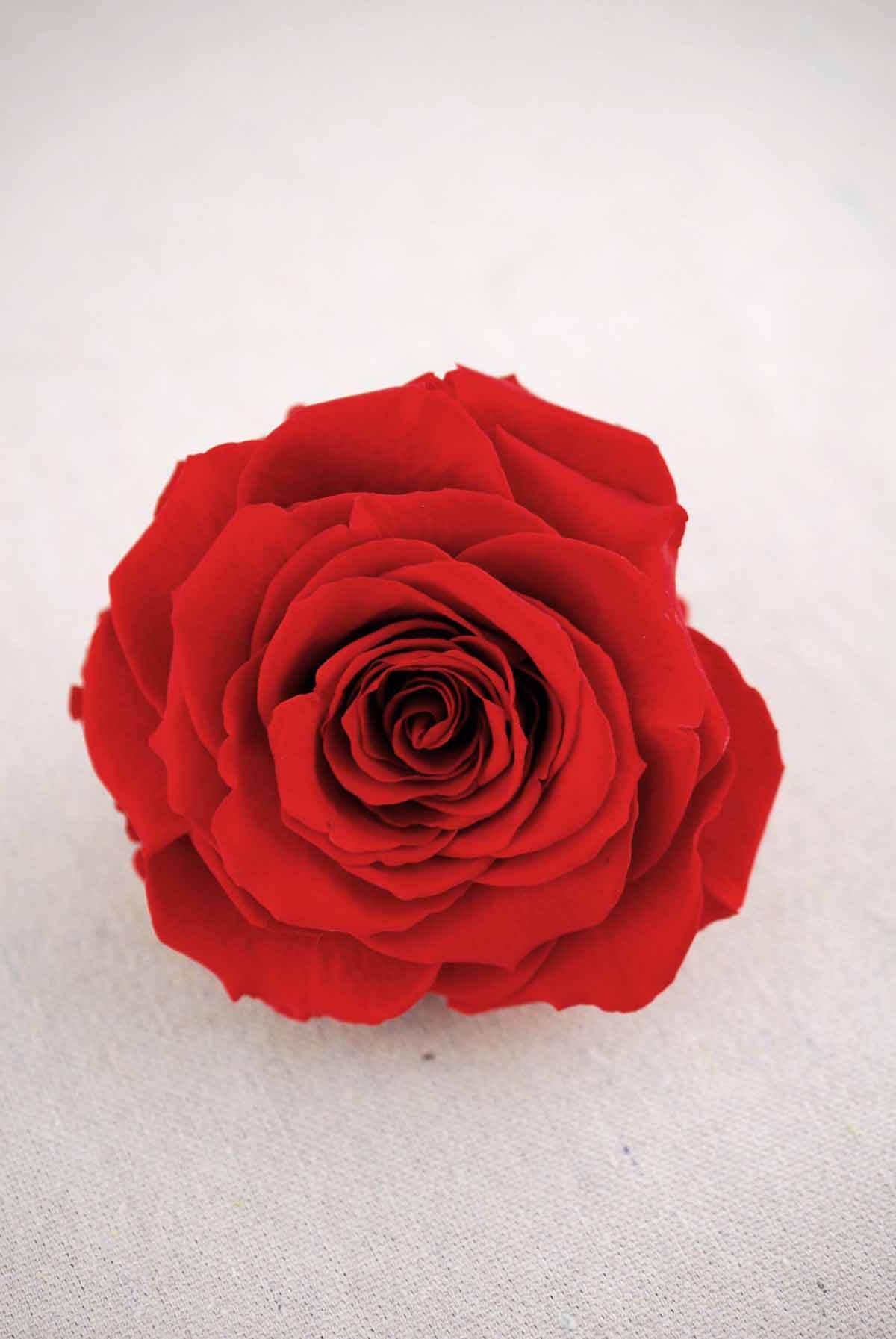 preserved roses 4 red
