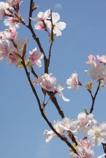 Tall Silk Pink Cherry Blossom Branches 42in