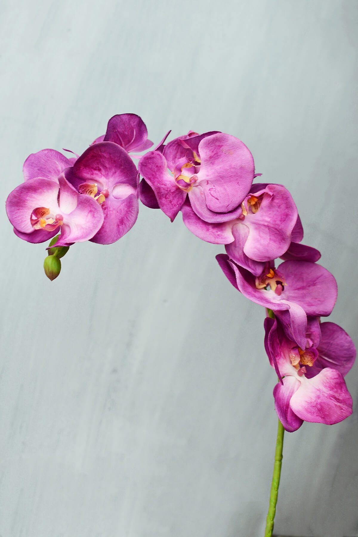 Phalaenopsis Orchid Spray  Hanging Orchid Stem